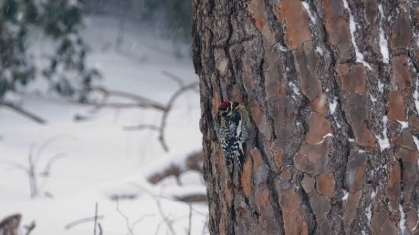 Рассказы на татарском языке | Гаеп | #10