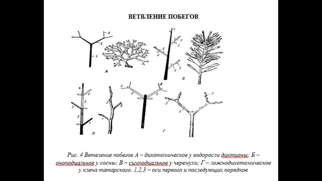 Открытый урок ботаники 05 10 2020 смотреть онлайн