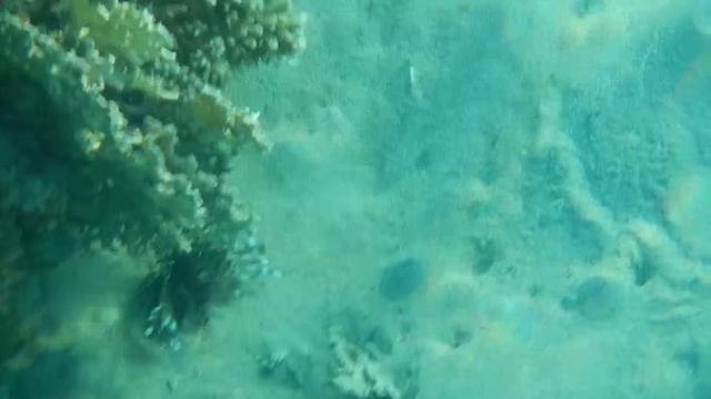 природа красного моря 12 смотреть онлайн