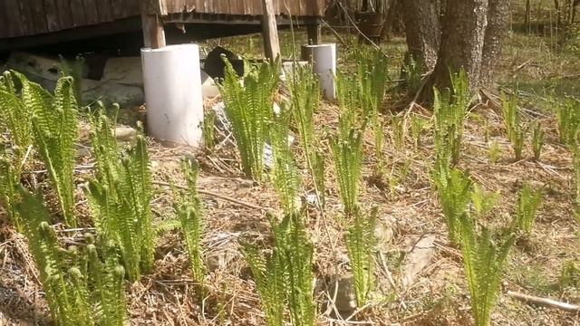 Ostrich fern, an edible delicacy смотреть онлайн