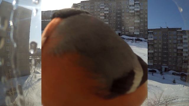 Птицы в кормушке. Снегирь Синица Воробей смотреть онлайн