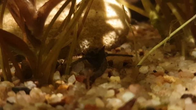 Hara jerdoni (fürs Forum) смотреть онлайн