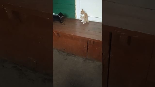 2-х месячный щенок ягтерьера играет с кошкой. смотреть онлайн