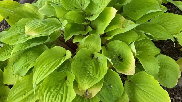 Hosta 'Fire Island' | Garden Crossings смотреть онлайн