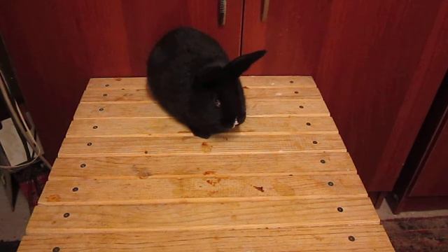 очень жирный кролик на новый год смотреть онлайн