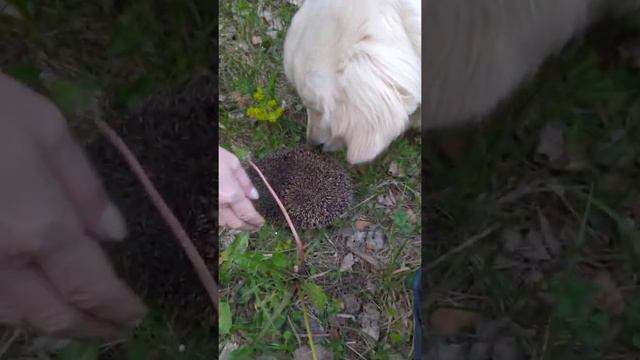 Знакомство Бони( Золотистый ретривер) с ёжиком. смотреть онлайн