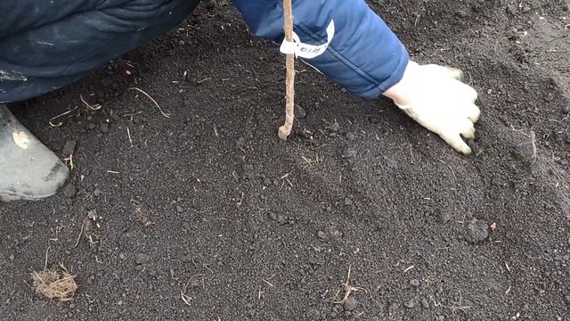 Выбор саженца и его посадка. смотреть онлайн