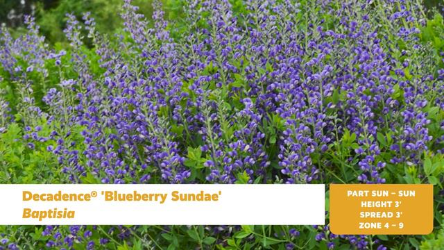 Big 'n Bold Perennials смотреть онлайн