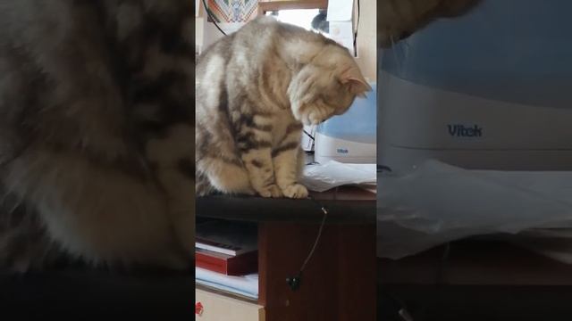 Кошка ест наушники. Ох уж эта Лиса! смотреть онлайн