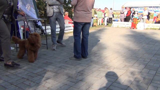 439 Моно пуделей "Челяба-2021"29,08,2021. Солнечный лев Фантастика. смотреть онлайн