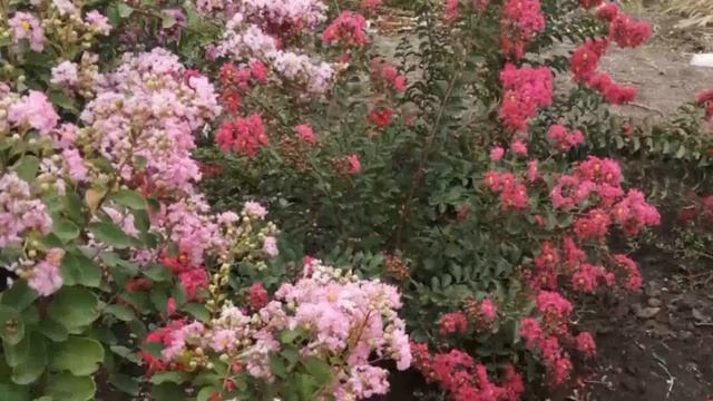 Лагерстремия Индийская Сирень смотреть онлайн