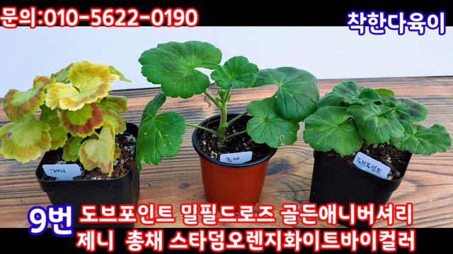 유럽제라늄 분양 제1탄( 판매완료) смотреть онлайн