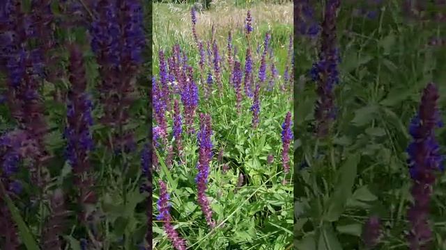Васильки Полевые цветы #shorts смотреть онлайн