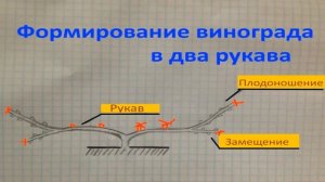КАК ОБРЕЗАТЬ ВИНОГРАД (детальная схема обрезки винограда)