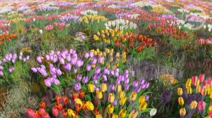 Футаж - Тюльпаны.