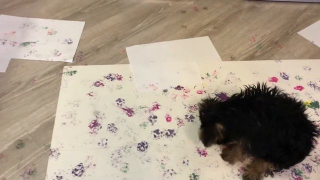 🐶 «ИГРЫ СО ЩЕНКОМ (часть|||)/Как и чем развлечь щенка в доме/Щенок в доме/Йоркширский терьер/ смотреть онлайн