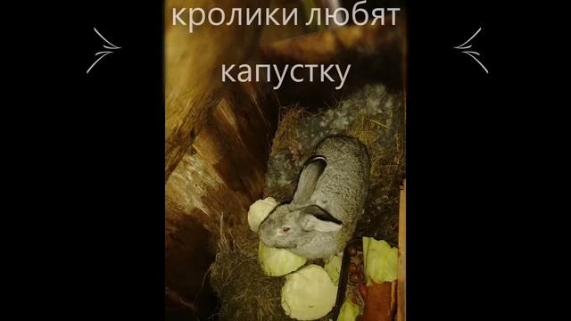 Крольчиха свила гнездо. Крольчиха родила крольчат смотреть онлайн