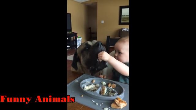 Mastiff Dogs Playing And Protecting Babies Videos Compilation 2016 - Funny Dogs and Babies смотреть онлайн