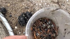 КОПАЕМ МОРСКОГО ЧЕРВЯ  АЗОВСКОЕ МОРЕ