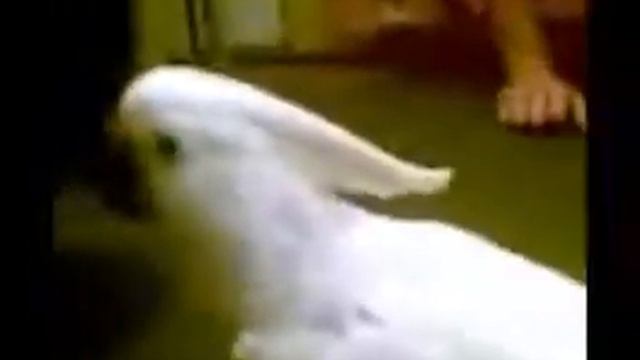 какаду смотреть онлайн
