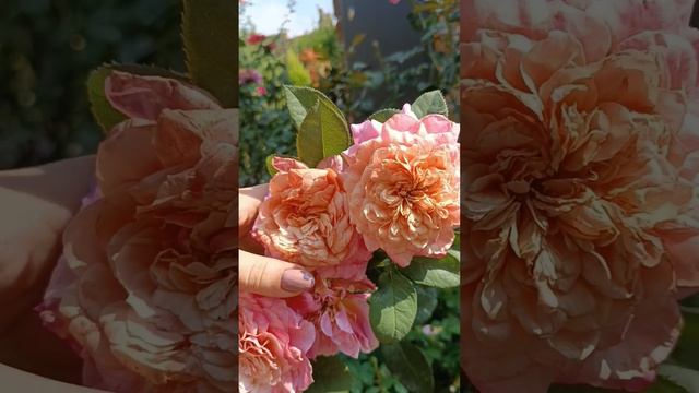 Роза Мияби смотреть онлайн