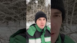 Когда можно начинать обрезать плодовые деревья? Тимур/Тараратин