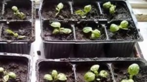 Пикировка растений! Что такое пикировка и зачем она нужна?