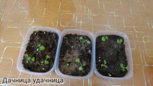 Петуния через 2 недели после всходов. ВОТ ЧТО НУЖНО СДЕЛАТЬ ОБЯЗАТЕЛЬНО В ЭТИ СРОКИ!