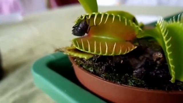 Продажа семян мухоловки Semena Nitin Ru