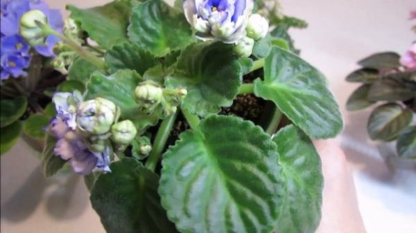 2020 FOLLOW-UP to 2019 Optimara Violets Order from Selective Gardener