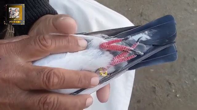 Khawaja Mujeeb Saheb Wale Tedy Kabootar My Tedy Pigeon смотреть онлайн