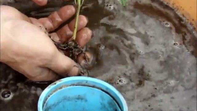 Перец пересадка смотреть онлайн