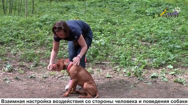 DOG / Как воспитать щенка возрастом от 4 до 6 месяцев I Часть 3 смотреть онлайн