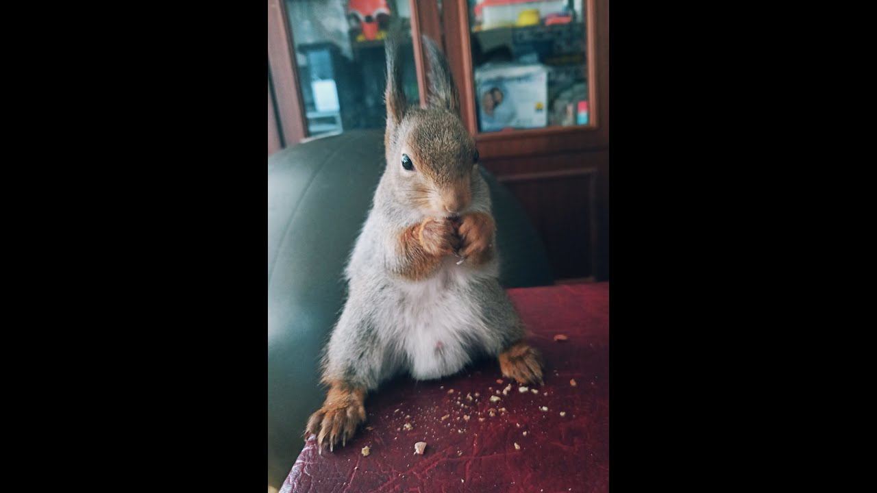 ЛЕСНАЯ БЕЛКА КУШАЕТ ХУРМУ смотреть онлайн