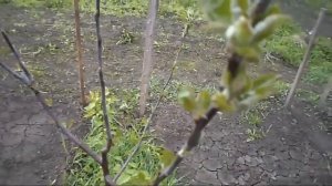 Железов Валерий  Отводки вишни, сливы, яблони шагают по планете