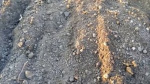 ПОСАДКА КУСТОВОЙ ФАСОЛИ  (два способа).