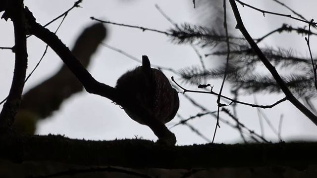 Pohukiwanie Sóweczki. BPN смотреть онлайн