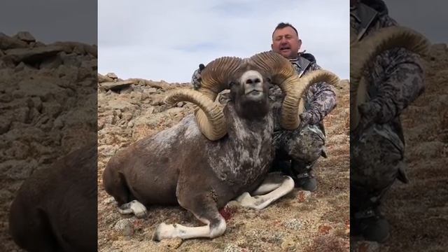 Алтайский баран Архар смотреть онлайн