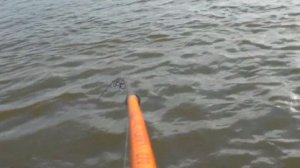 Как поймать судака.  Судак, Троллинг судака.  Рыбалка