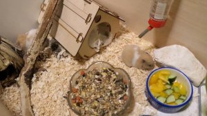 #ХОМКИ ВСЁ для содержания #СИРИЙСКИХ_хомяков / РАЗМЕРЫ  КЛЕТКА , колесо, дом. Наполнитель и корм