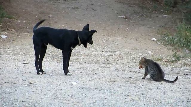 Крым: Сокол,Новый Свет, Царский пляж, Dog&Cat, Rio Rita. 2 авг.2014 смотреть онлайн