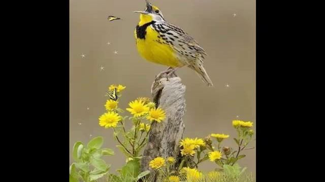 Обряд на зарю от одиночества смотреть онлайн