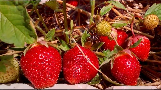 МНОГО КРУПНОЙ КЛУБНИКИ КАЖДЫЙ ГОД! А ВСЕГО ТО ПОЛИВАЮ КЛУБНИКУ ЭТИМ! смотреть онлайн