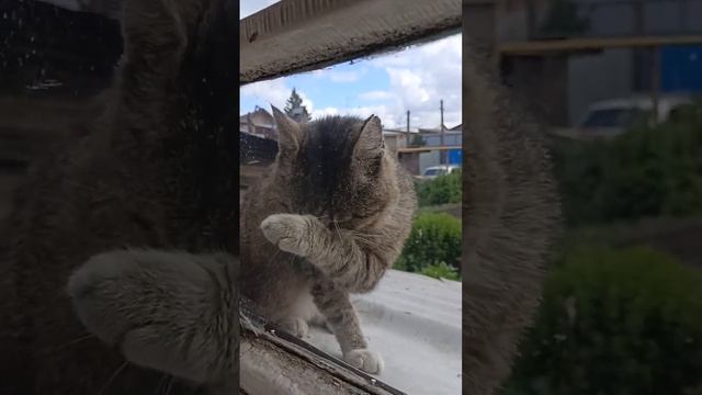 Василий после сытного обеда смотреть онлайн