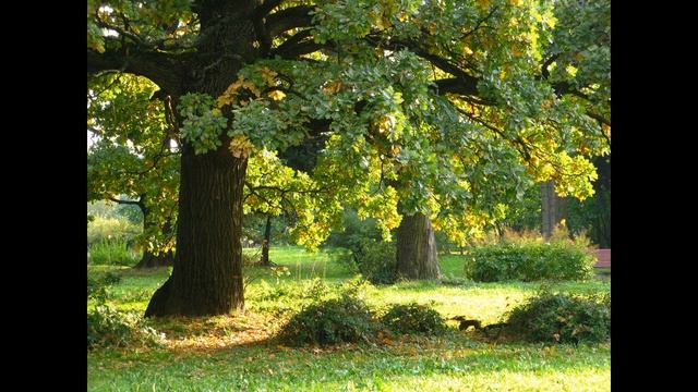 День Земли. Берегите Землю. смотреть онлайн