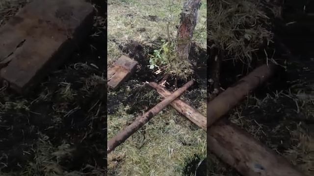 Выкорчевывание корня дерева смотреть онлайн