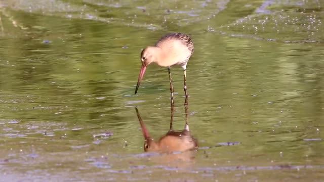 Большие веретенники на кормежке и отдыхе. Limosa limosa. Птицы Беларуси. смотреть онлайн