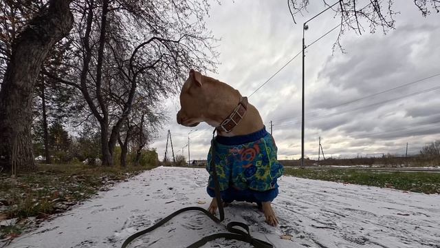 Первый снег и радость питбуля? смотреть онлайн