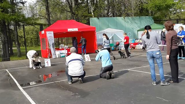 Монопородная выставка цвергшнауцеров(9) смотреть онлайн