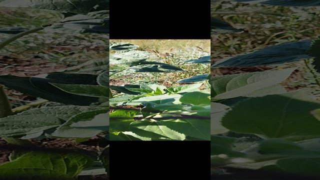 подсолнухи